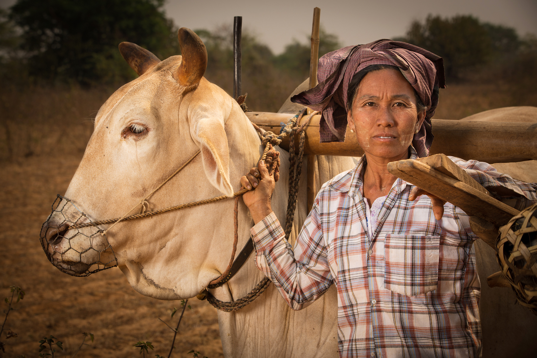 Ox Cart Farmer, Bagan, Myanmar by Dave White Photo.