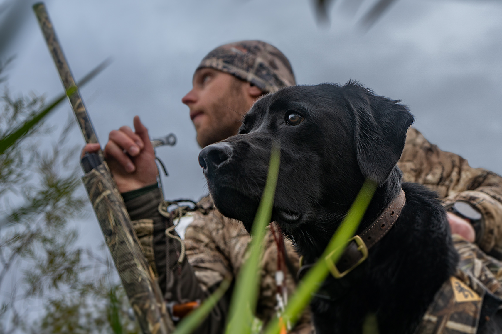 Black-Lab-Hunt-Dog-1