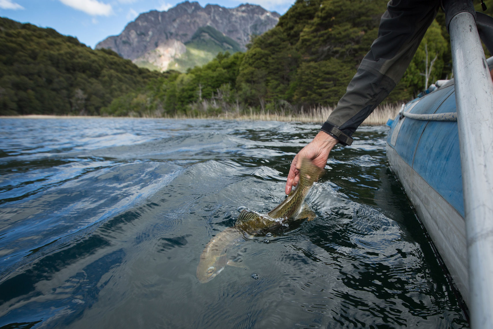 Patagonia-Trout-Release