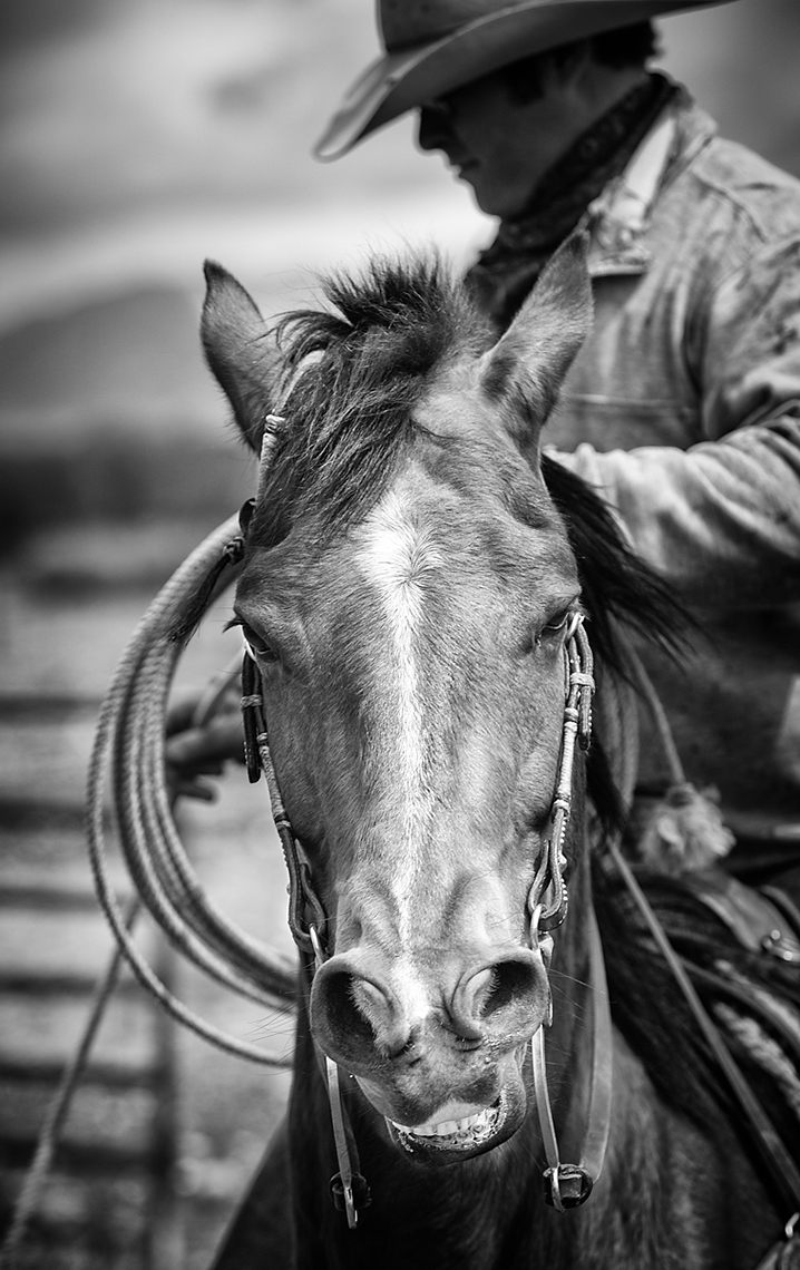 Roping Horse Montana.jpg